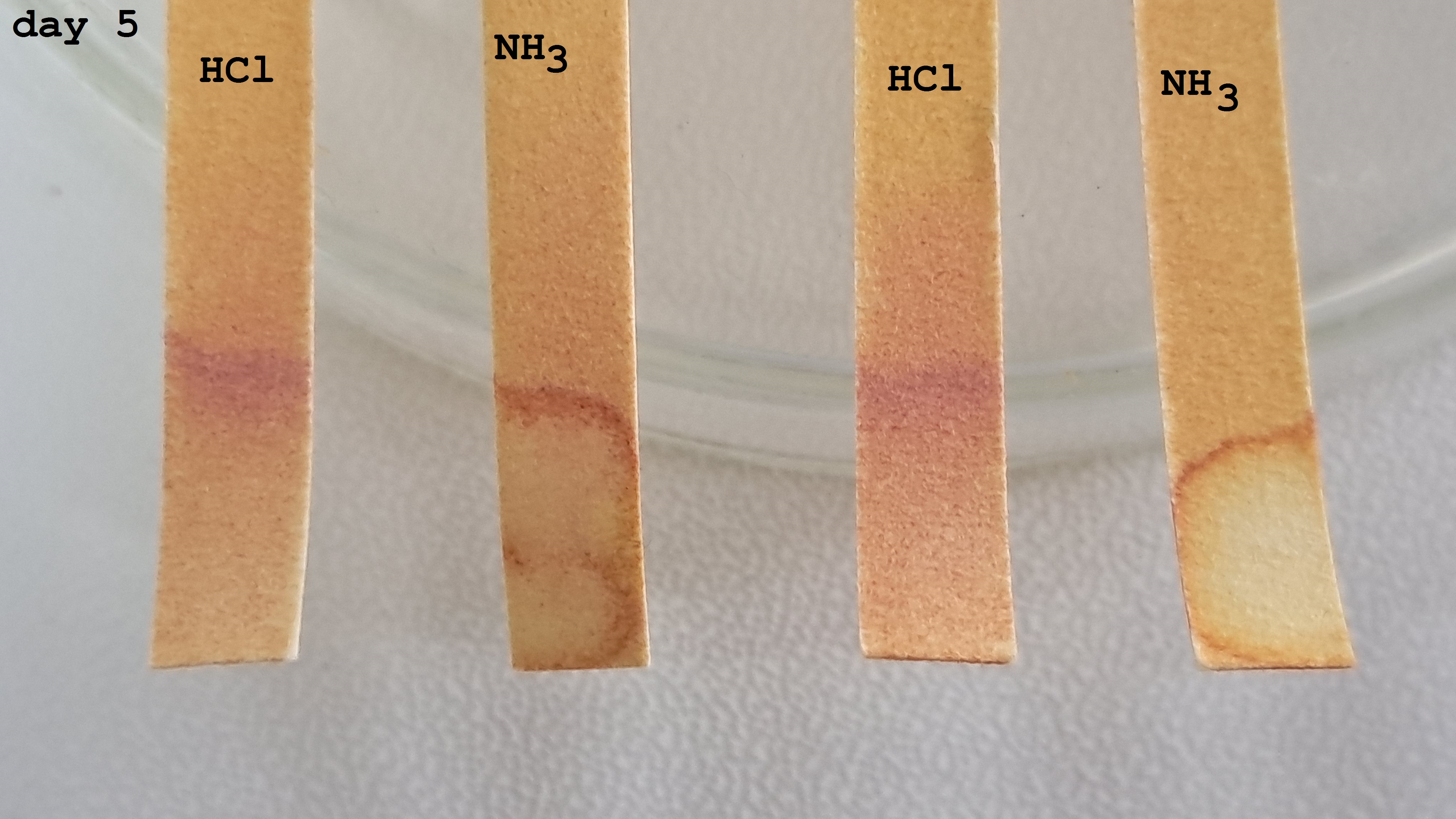 Universal Indicator Paper: Color Change Over Time